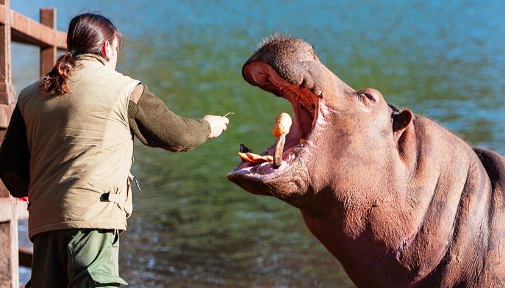 Hipopótamo en el Parque de la Naturaleza de Cabárceno.