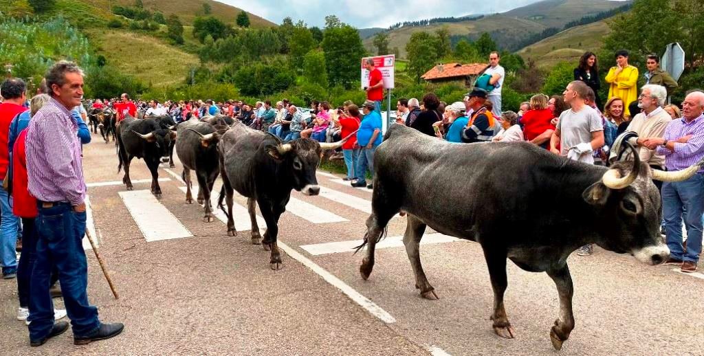 Descenso de las vacas Tudancas. Facebook Pueblos Más Bonitos de España