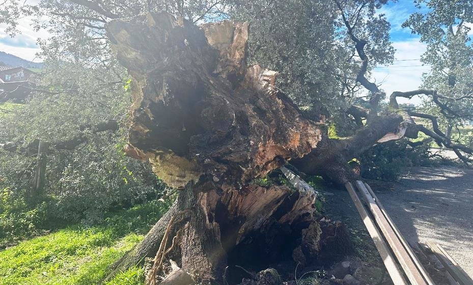 El ejemplar estaba plantado en Zurita.