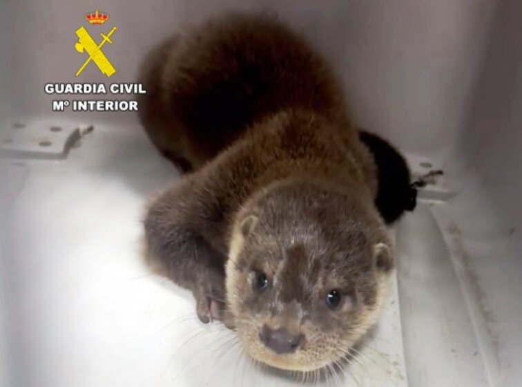 La nutria localizada por la Guardia Civil.