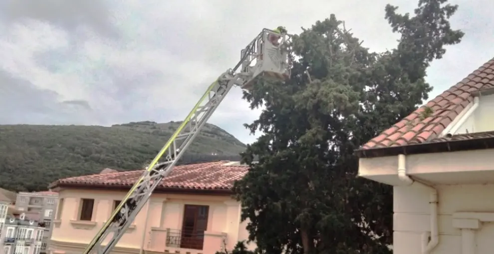 Los Bomberos cortan las ramas de la copa del árbol en Santoña. R.A.