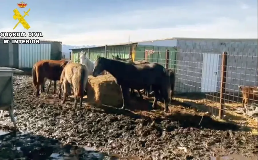 Uno de los detenidos está acusado de presunto maltratado animal