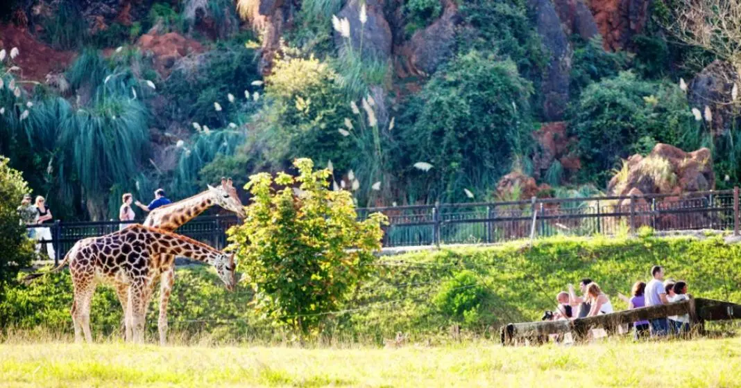 Jirafas en el Parque de Cabárceno.