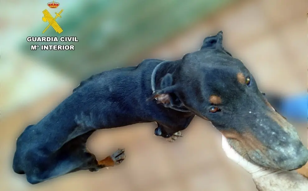 El perro rescatado por la Guardia Civil.